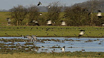 Slow motion shot of a flock of Lapwings (Vanellus vanellus) in flight near two foraging Common cranes (Grus grus) 'Monty' and 'Chris' reintroduced by the Great Crane Project, with White fronted geese...
