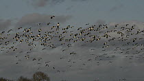 Panning shot of a large flock of Lapwings (Vanellus vanellus) in flight and landing near a mixed flock of Wigeon (Anas penelope), Shoveler (Anas clypeata), Pintail (Anas acuta) and Canada geese (Brant...