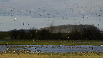 Lapwings (Vanellus vanellus) and Golden plover (Pluvialis apricaria) in flight and landing to join large flocks of Wigeon (Anas penelope) swimming on partially flooded pastureland, Gloucestershire, En...