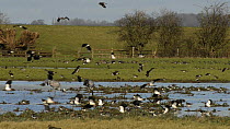 Slow motion view of Lapwings (Vanellus vanellus) landing on a partly flooded pastureland near a pair of foraging Common cranes (Grus grus) 'Monty' and 'Chris', reintroduced by the Great Crane Project,...