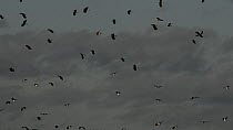 Panning shot of a flock of Lapwings (Vanellus vanellus) landing on partially flooded pastureland near resting Black-tailed godwits (Limosa limosa) and grazing Wigeon (Anas penelope), Gloucestershire,...