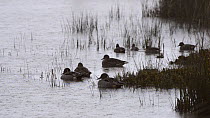Pintail (Anas acuta) resting and Common teal (Anas crecca) swimming in a marshland pool in heavy rain, Gloucestershire, England, UK, February.