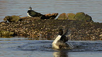 Pintail (Anas acuta) somersaulting to bathe and flapping its wings in a marshland pool, slow motion, with a Lapwing (Vanellus vanellus) in the background, Gloucestershire, England, UK, February.