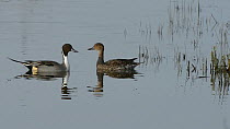 Pintail (Anas acuta) courtship display, male swimming after a female and bobbing his head, Gloucestershire, England, UK, January.