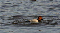 Pochard (Aythya ferina) drake surfacing and diving whilst feeding on weed in a shallow marshland pool, slow motion clip, Gloucestershire, England, UK, February.