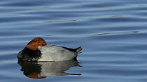 Close up of a Pochard (Aythya ferina) drake resting on the surface of a lake with one eye open, slow motion clip, Gloucestershire, England, UK, February.