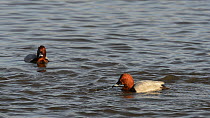 Two male Pochards (Aythya ferina) surfacing and diving whilst feeding on weed in a shallow marshland pool, slow motion clip, Gloucestershire, England, UK, February.