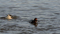 Two male Pochards (Aythya ferina) surfacing and diving whilst feeding on weed in a shallow marshland pool, slow motion clip, Gloucestershire, England, UK, February.