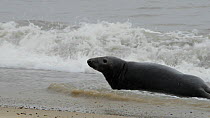 Grey seal (Halichoerus grypus) lying on a beach and rolling over in the waves, Norfolk, England, UK, January.