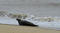 Grey seal (Halichoerus grypus) lying on the beach and rolling over in the waves as another seal swims out to sea, Norfolk, England, UK, January.