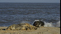 Pair of Grey seals (Halichoerus grypus) adjusting their positions on a sandy beach as the tide rises, Norfolk, England, UK, January.