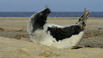 Grey seal (Halichoerus grypus) pup aged one month, with some white natal fur yet to moult out, stretching, rolling and yawning on a sandy beach, Norfolk, England, UK, January.