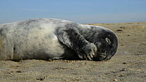 Grey seal (Halichoerus grypus) pup aged one month, rubbing its head with its flipper, yawning and settling down to rest on a sandy beach, Norfolk, England, UK, January.