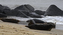 Grey seals (Halichoerus grypus) emerging from the sea onto a sandy beach and moving up the shore to join their colony, with vocalisations and interactions, Norfolk, England, UK, January.