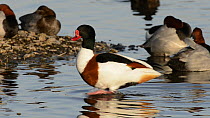 Shelduck (Tadorna tadorna) emerging from a lake and walking past a group of Pochard (Aytha ferina) resting on the shore, slow motion clip, Gloucestershire, England, UK, February.