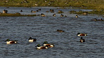 Shoveler drakes (Anas clypeata) foraging on flooded pastureland before taking off, with Common teal (Anas crecca), Pintail (Anas acuta), Wigeon (Anas penelope) and a Redshank (Tringa totanus) foraging...