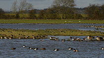 Shoveler (Anas clypeata) drakes, landing on, preening and taking off from flooded pastureland, with a mixed flock of Common teal (Anas crecca), Pintail (Anas acuta), Wigeon (Anas penelope) and Lapwing...