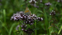 Small copper butterfly (Lycaena phlaeas), Mint moth (Pyrausta aurata) and Hoverfly (Eristalis nemorum / interruptus)  nectaring on Wild marjoram flowers (Origanum vulgare), Wiltshire, England, UK, Aug...