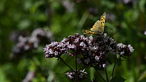 Small copper butterfly (Lycaena phlaeas) nectaring on Wild marjoram flowers (Origanum vulgare) before taking off, Wiltshire, England, UK, August.