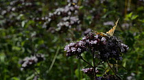 Small copper butterfly (Lycaena phlaeas) landing to nectar on Wild marjoram flowers (Origanum vulgare), with Red-tailed bumblebees (Bombus lapidaries) foraging in the background, Wiltshire, England, U...