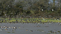 Panning shot of a large flock of Wigeon (Anas penelope) landing then taking off from a partially flooded pastureland, along with Black-tailed godwits (Limosa limosa) and Lapwings (Vanellus vanellus),...