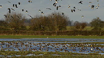 Large mixed flock of Wigeon (Anas penelope) and Common Teal (Anas crecca) swimming on partially flooded pastureland, with Lapwings (Vanellus vanellus) taking off, flying overhead and landing, Gloucest...