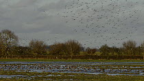 Large mixed flock of Wigeon (Anas penelope) and Common Teal (Anas crecca) swimming on partially flooded pastureland, with Lapwings (Vanellus vanellus), Black-tailed-godwits (Limosa limosa)  and Golden...