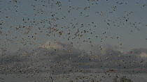 Panning shot of partially flooded pastureland with large flocks of Wigeon (Anas penelope), Lapwings (Vanellus vanellus) and Golden plover (Pluvialis apricaria) in flight, Gloucestershire, England, UK,...