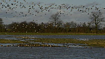 Large flock of Lapwings (Vanellus vanellus) taking off from partially flooded pastureland, with Wigeon (Anas penelope), Shoveler (Anas clypeata) and Black-tailed godwits (Limosa limosa) foraging and r...