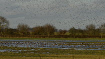 Large mixed flock of Wigeon (Anas penelope) and Common Teal (Anas crecca) swimming on partially flooded pastureland, with Lapwings (Vanellus vanellus) taking off and flying overhead, Gloucestershire,...