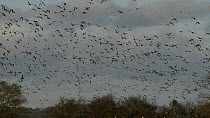 Large mixed flock of Wigeon (Anas penelope) and Lapwings (Vanellus vanellus) in flight, Gloucestershire, England, UK, January.
