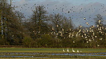 Large mixed flock of Wigeon (Anas penelope) and Lapwings (Vanellus vanellus) taking off and in flight, over partially flooded pastureland, with alert Bewicks swans (Anser columbianus bewickii) in the...