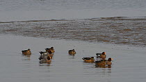 Group of Wigeon (Anas penelope) swimming up a tidal creek as the tide rises, Severn Estuary, Somerset, England, UK, December.