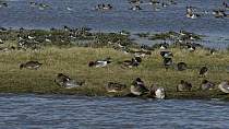 Wigeon (Anas penelope) preening and grazing on partially flooded pastureland, with Lapwings (Vanellus vanellus) in the background, Gloucestershire, England, UK, January.