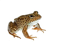 Levant water frog (Pelophylax bedriagae) Epta Piges, Rhodes, Greece, April. Meetyourneighbours.net project.
