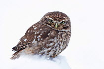 Little Owl (Athene noctua) in snow, UK, January. Captive.