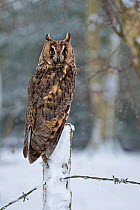 Long Eared Owl (Asio otus) on snowy fence, UK, January. Captive