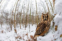 Long Eared Owl (Asio otus) in winter landscape, taken with fish eye lens, UK, January. Captive.