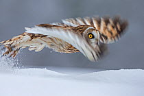 Short Eared Owl (Asio flammeus) taking off, blurred motion photograph, UK, January. Captive