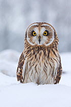Short Eared Owl (Asio flammeus) in snow, UK, January. Captive.