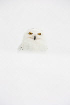 Snowy Owl (Bubo scandiacus) in snow, UK, January. Captive.