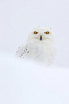 RF- Snowy Owl (Bubo scandiacus) in snow, UK, January. Captive. (This image may be licensed either as rights managed or royalty free.)