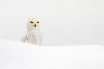 Snowy Owl (Bubo scandiacus) in snow, UK, January. Captive.