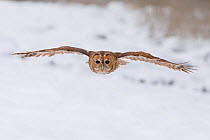 Tawny Owl (Strix aluco) flying over snow, UK, January. Captive