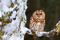 Tawny Owl (Strix aluco) on snowy branch, UK, January. Captive