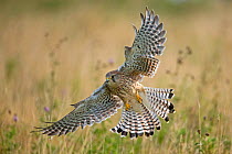 RF- Kestrel (Falco tinninculus) swooping whilst hunting, UK (This image may be licensed either as rights managed or royalty free.)