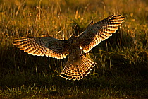 Kestrel (Falco tinninculus) swooping, UK