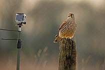 Common Kestrel (Falco tinninculus) looking at Go Pro Hero3 remote camera, UK, April.
