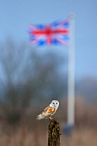 Barn Owl (Tyto alba) in front of union jack flag, UK, March.
