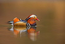 Mandarin Duck (Aix galericulata) male on lake, UK, April.